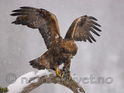 BB 08 0010 / Aquila chrysaetos / Kongeørn